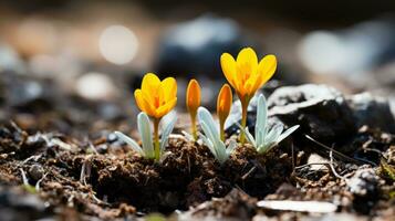 two small yellow flowers growing out of the ground generative ai photo