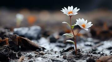 two white flowers are growing out of the ground generative ai photo