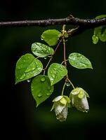 two white flowers with rain drops on them generative ai photo