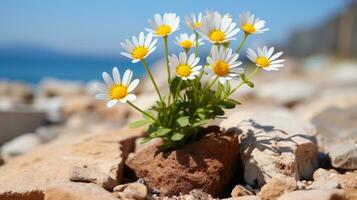 white daisies growing out of a rock on the beach generative ai photo