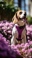 un curioso beagle olfateando flores en un jardín con un púrpura Correa foto