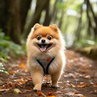 A fluffy Pomeranian walking on a forest trail with a green leash photo