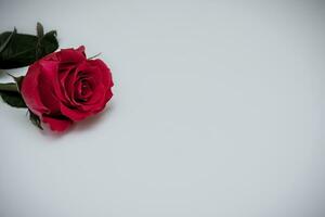 A realistic image of a single red rose on a plain gray and white background with vignetting. Copy space. photo