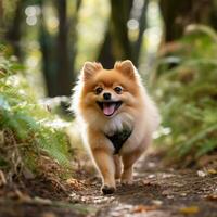 A fluffy Pomeranian walking on a forest trail with a green leash photo