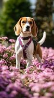 un curioso beagle olfateando flores en un jardín con un púrpura Correa foto