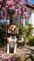 un curioso beagle olfateando flores en un jardín con un púrpura Correa foto