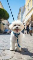 A white Maltese walking on a city sidewalk with a blue leash photo