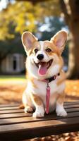 A cute Corgi sitting on a park bench with a pink leash photo