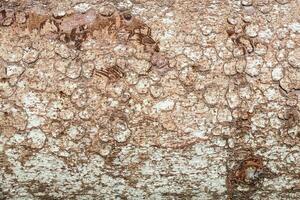 Wood abstract texture. Surface grunge backdrop. Dirty wooden effect pattern. Material background. photo