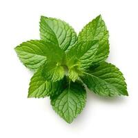 Mint leaf on white background. Fresh raw mint leaves isolated. Full depth of field. AI Generated photo