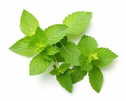 Mint leaf on white background. Fresh raw mint leaves isolated. Full depth of field. AI Generated photo
