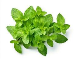 Mint leaf on white background. Fresh raw mint leaves isolated. Full depth of field. AI Generated photo
