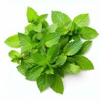 Mint leaf on white background. Fresh raw mint leaves isolated. Full depth of field. AI Generated photo
