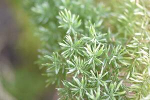 Close Up Detail of a Foxtail Fern Plant photo