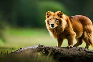 un león en pie en un rock en el medio de un campo. generado por ai foto