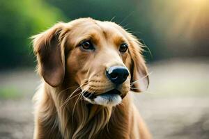 a golden retriever is looking at the camera. AI-Generated photo