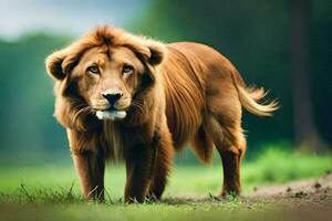 un león caminando en el césped. generado por ai foto