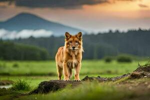 un perro soportes en un colina en frente de un puesta de sol. generado por ai foto