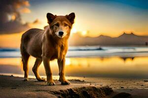 un perro en pie en el playa a puesta de sol. generado por ai foto