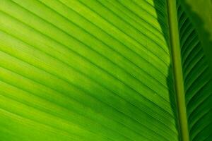 palm leaf texture natural tropical green leaf close up. Close up of textural green leaves of palm tree. photo