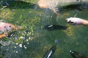 Close up of various koi fish swimming in a pond. Beautiful, exotic, colorful, bokeh backgrounds. photo