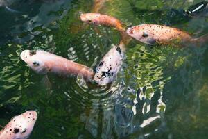 cerca arriba de varios koi pescado nadando en un estanque. hermoso, exótico, vistoso, bokeh antecedentes. foto