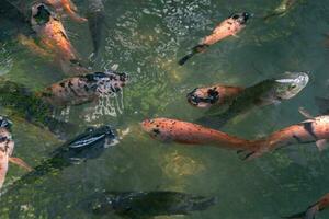 Close up of various koi fish swimming in a pond. Beautiful, exotic, colorful, bokeh backgrounds. photo