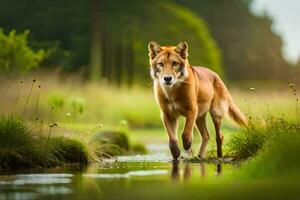 a red wolf walking along a stream in the forest. AI-Generated photo