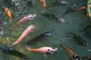 Close up of various koi fish swimming in a pond. Beautiful, exotic, colorful, bokeh backgrounds. photo