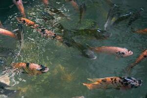 Close up of various koi fish swimming in a pond. Beautiful, exotic, colorful, bokeh backgrounds. photo