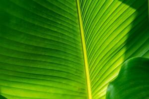 palm leaf texture natural tropical green leaf close up. Close up of textural green leaves of palm tree. photo