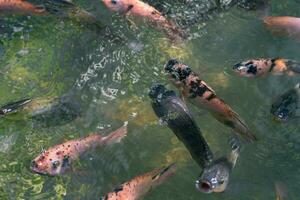 Close up of various koi fish swimming in a pond. Beautiful, exotic, colorful, bokeh backgrounds. photo