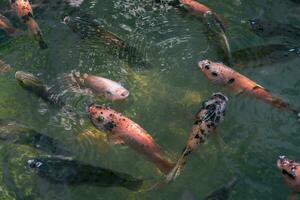 cerca arriba de varios koi pescado nadando en un estanque. hermoso, exótico, vistoso, bokeh antecedentes. foto