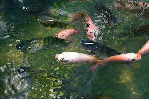 cerca arriba de varios koi pescado nadando en un estanque. hermoso, exótico, vistoso, bokeh antecedentes. foto