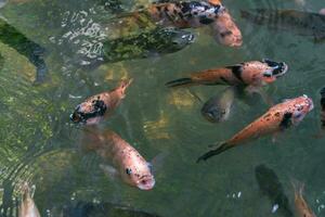 Close up of various koi fish swimming in a pond. Beautiful, exotic, colorful, bokeh backgrounds. photo