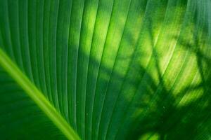 palm leaf texture natural tropical green leaf close up. Close up of textural green leaves of palm tree. photo