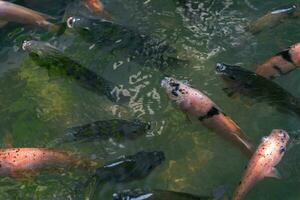 Close up of various koi fish swimming in a pond. Beautiful, exotic, colorful, bokeh backgrounds. photo