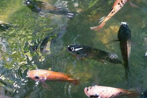 cerca arriba de varios koi pescado nadando en un estanque. hermoso, exótico, vistoso, bokeh antecedentes. foto