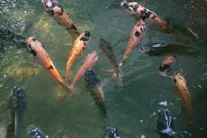 Close up of various koi fish swimming in a pond. Beautiful, exotic, colorful, bokeh backgrounds. photo