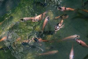 Close up of various koi fish swimming in a pond. Beautiful, exotic, colorful, bokeh backgrounds. photo