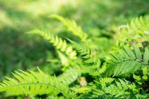 Green leaves in the forest with blurry background photo