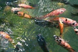 cerca arriba de varios koi pescado nadando en un estanque. hermoso, exótico, vistoso, bokeh antecedentes. foto