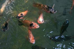 cerca arriba de varios koi pescado nadando en un estanque. hermoso, exótico, vistoso, bokeh antecedentes. foto