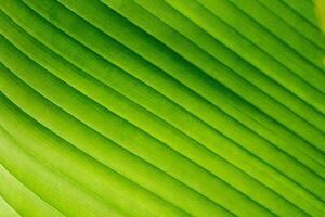 palm leaf texture natural tropical green leaf close up. Close up of textural green leaves of palm tree. photo