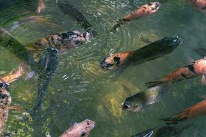 Close up of various koi fish swimming in a pond. Beautiful, exotic, colorful, bokeh backgrounds. photo