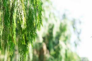 Green leaves in the forest with blurry background photo