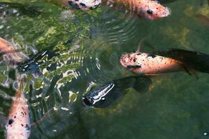 Close up of various koi fish swimming in a pond. Beautiful, exotic, colorful, bokeh backgrounds. photo