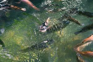 Close up of various koi fish swimming in a pond. Beautiful, exotic, colorful, bokeh backgrounds. photo