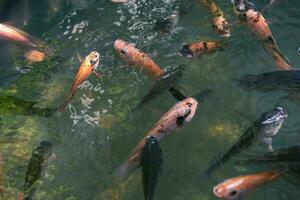 Close up of various koi fish swimming in a pond. Beautiful, exotic, colorful, bokeh backgrounds. photo