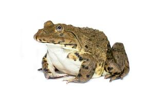 Image of Chinese edible frog, East Asian bullfrog, Taiwanese frog Hoplobatrachus rugulosus isolated on a white background. Amphibian. Animal. photo